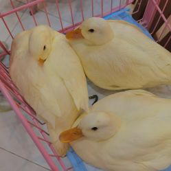 -Moni星球萌宠·小马宝莉·灵蛇·高端高阶全萌宠互动体验俱乐部(红豆国际广场店)