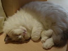-瞄一喵猫咖(格力海岸店)