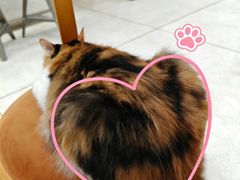 -玫瑰咖啡(中山六路店)