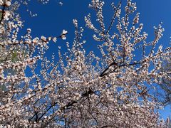 -桃花堤公园