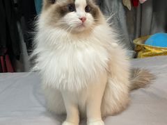 -猫十亿·布偶金渐层·曼基康矮脚猫舍(青年路店)