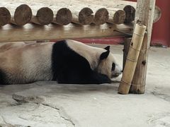 -杭州野生动物世界