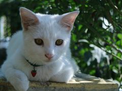 -海边的猫和咖啡馆