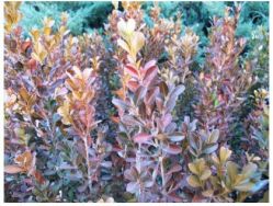 点击看大图 景点-大望京儿童游乐场