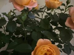 -朝来春花卉市场