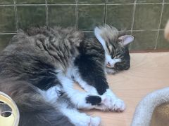 -帕帕拉兹宠物(亚洲旗舰店)