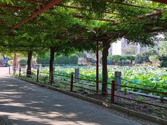 -嘉定紫藤园