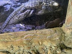 -海南热带野生动植物园