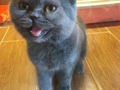 -MOLLY'S萌宠生活馆
