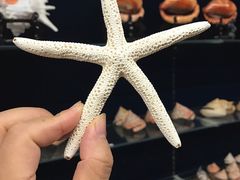 -青岛贝壳博物馆