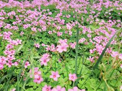 -汉长安城未央宫国家考古遗址公园