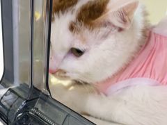 -纳吉亚猫专科动物医院·北北分院