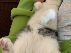 -猫大福·Fortune Cat猫舍(百子湾店)