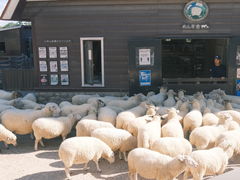 -神户市立六甲山牧场