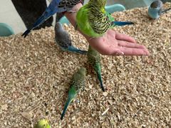 -怪兽屋·羊驼·猫咖·狗咖(俊华广场店)