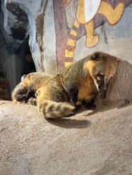 -Zoolung Zoolung动物主题公园(海信广场店)