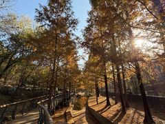 -白水寺森林公园