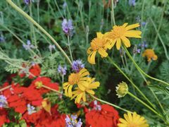 -深圳国际园林花卉博览园