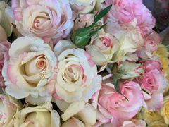 -溪岸路花鸟市场