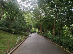 -梧桐山风景名胜区