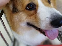 -利又安动物医院··老年病·猫科犬科·中兽医
