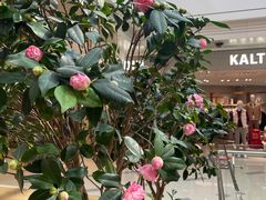 -江南厨子·品苏杭(华润万象店)