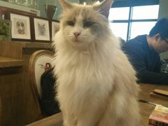 -共舞时光猫咖·狗咖(新街口店)