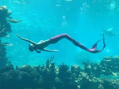 -海棠湾洲际-涛·海底餐厅·美人鱼·自助餐·海底隧道