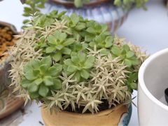 -金陵花卉交易市场