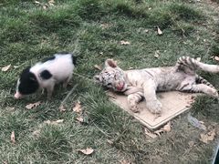 -灵玲国际马戏城