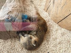 -昆明大悦城未来动物城(螺蛳湾中心店)