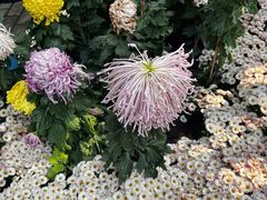 -上海共青森林公园