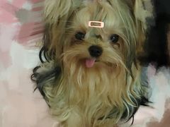 -创凡宠物医院·骨专科  猫科中心(西乡分院)