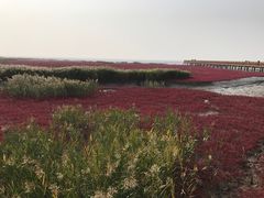 -红海滩国家风景廊道