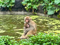 -海南热带野生动植物园