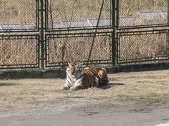 -上海野生动物园