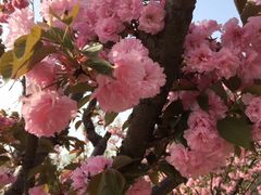 -天王浮山樱花园