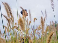 -白鹭湾湿地公园