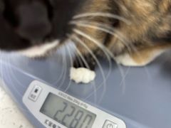 -心仪动物医院·牙专科·肿瘤·心脏科(西客站院)