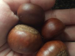 -邢记板栗(铜陵二店)