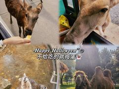 -北京野生动物园