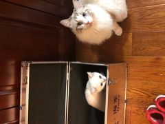 -东方名猫馆·英短金渐层布偶猫舍(环线广场1号楼店)