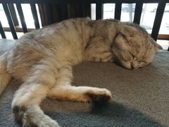 -more than meow吴止猫主题餐厅(承德 中船汇店)