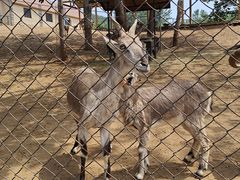 -大连森林动物园