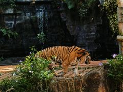 -海南热带野生动植物园