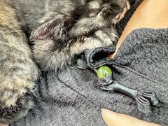 -纳吉亚猫专科动物医院(康都外科中心)