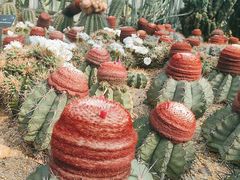 -深圳仙湖植物园