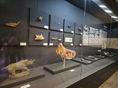 -北京周口店北京人遗址博物馆