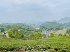 -桑洲油菜花景区