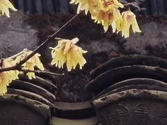 -上海醉白池公园